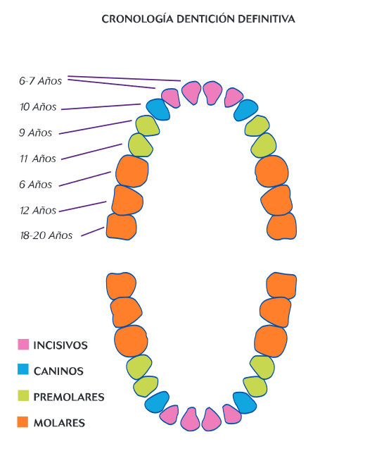 Edad erupcion dientes temporales